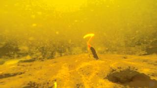 Mann's Rumba jig