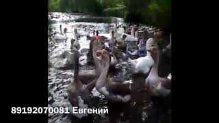Разнообразие  гусиных пород в Орле