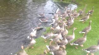 1 swan vs 40 geese, when swans attack!