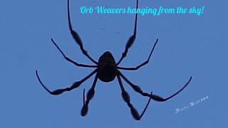 Orb-weaver spiders, hanging from the sky.