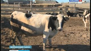Фермер в Моркинском районе оборудовал бывший колхоз под молочное животноводство - Вести Марий Эл