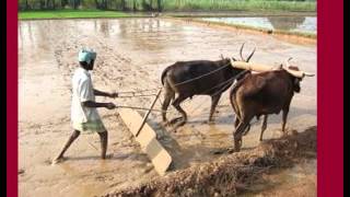தன்னானே தனேனன்னே