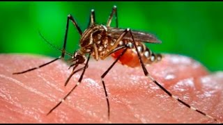 OMS confirma epidemia de dengue en Piura