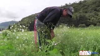 Cariño, ingrediente para que brote la flor de nube