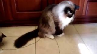 Ragdoll Cats Check Out Neko Flies Large Kittenator Cat Wand Toy - ねこ - ラグドール -- Floppycats
