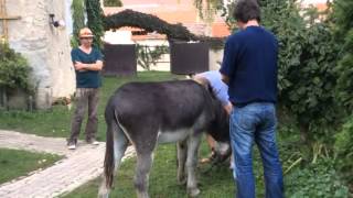 Tonda oslík útočí na pana režiséra