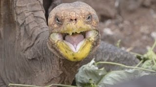 SEX CRAZED TORTOISE Makes 800 Babies | What's Trending Now