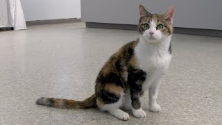 Adoptable Pet of the Week - Sophie