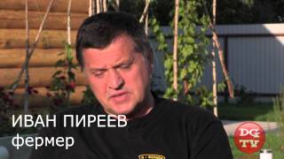 Картофель приносит убытки. Фермеры разоряются