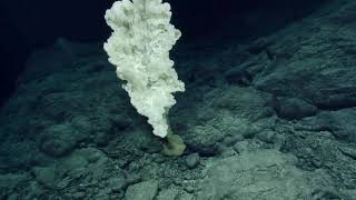 Tretopleura Sponge of Unnamed Seamount A in the Wentworth Seamount Chain | Nautilus Live