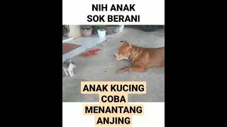 ANAK KUCING BERANI COBA MENANTANG ANJING . #Shorts