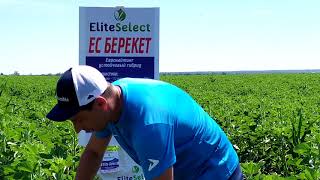 Семена подсолнечника под Евролайтинг ЕС Берекет. Урожайный гибрид устойчивый к засухе (095) 7797888