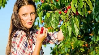 Дикие черешни Украины