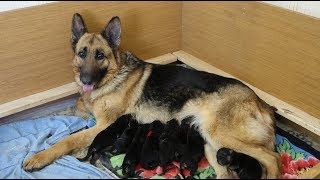 РОДЫ НЕМЕЦКОЙ ОВЧАРКИ- полное видео...ПОМОЩЬ ПРИ РОДАХ, слабая родовая деятельность.