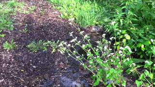 Swales for Stormwater Runoff Reduction in Residential Areas