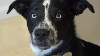 Whistle's Activity Tracker For Dogs