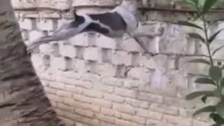 Ngintip tetangga mandi nih ...