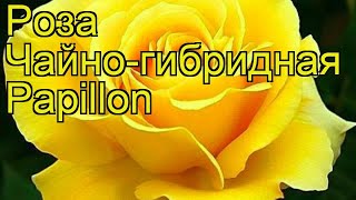 Роза чайно-гибридная Папилон. Краткий обзор, описание характеристик, где купить саженцы Papillon