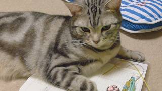 いろいろな物に乗る猫