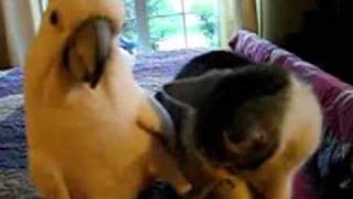 videos chistosos - el loro y el gato