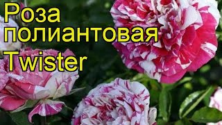 Роза полиантовая Твистер. Краткий обзор, описание характеристик, где купить саженцы Twister