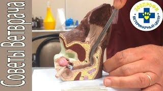 Как Правильно Чистить Уши Собаке.  Советы Ветеринара