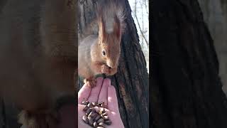 Красивая белочка села на ладонь / A beautiful squirrel sat on the palm of his hand