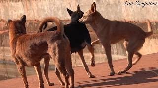 How To Spend Your Time With Dogs - The Village Dogs Playing With Other Groups -​​​​​​HD68