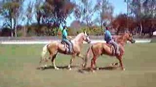 Cavalo Campolina