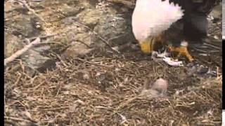 Two Harbors, Catalina Eaglet's 2nd feeding 3 25 2014 5 56 49 PM