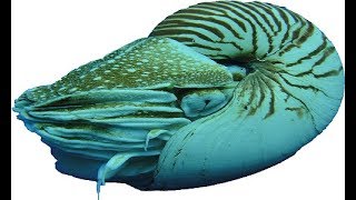 Справка. Советник Nautilus (Автоматическая работа с отложенными ордерами)