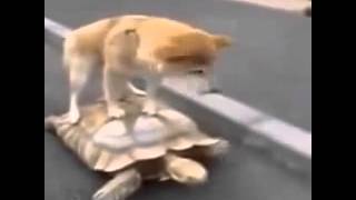 Переезд короткие лучшие видео и смешные приколы с животными