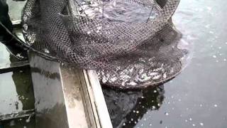 Checking a Black Crappie trap