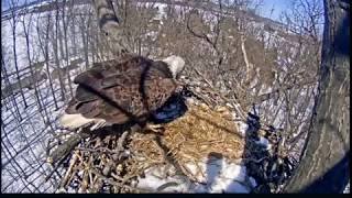 Did we catch them mating? Hanover new couple!