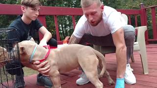 American Bully: A.I. (artificial insemination) FTB