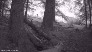 Female Pine marten