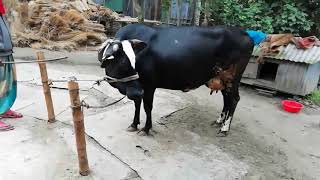 A Holstein friesian cow ( 2 and half months pregnant) for sale from our own farm. Price 165000 Taka.