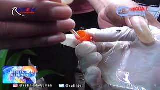 Ternak Lebah Dengan Membuat Ratu Baru Dalam Koloni