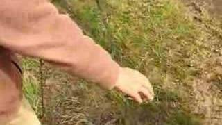 Removing birds from a mist net