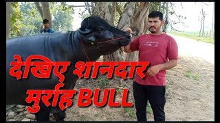 Show Quality Murrah Bull Sher Singh at Narwana