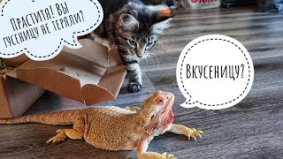 Кошка Морошка и коробочка интересного (не страшного). Дракон Блинец получила гостинцы