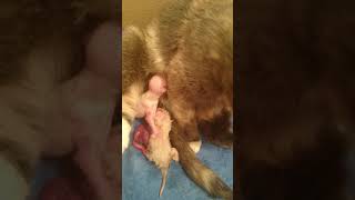 #real childbirth kittens #okot     part 1 / #реальные роды котят #окот    часть 1