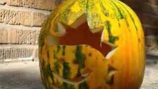 tim shin pumpkins