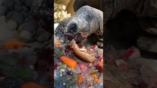 Bruno's Birthday Party - Cincinnati Zoo