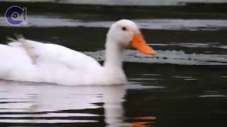 Filming Birds - Few tips that may help you!