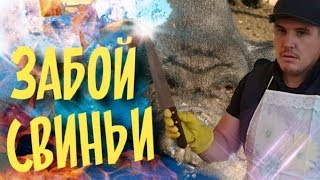 Как легко и гуманно зарезать свинью