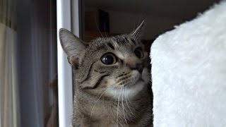 Kitten's eye pupils get excited!