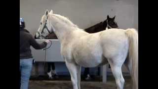 Stallion Collection