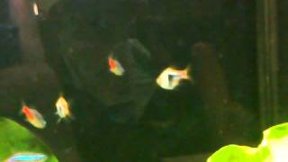 neon tetra with three tails