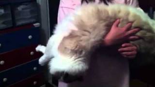 Super Floppy Ragdoll Cat
